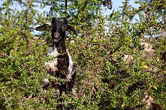 77 Essaouira_Marocco